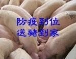 青岛苗猪价格+济宁苗猪价格
