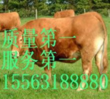 广西柳州养殖种牛赚钱吗