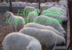 小尾寒羊在陕西在养殖行情怎么引种小尾寒羊