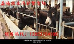 河北肉驢養殖 肉驢價格 肉驢圖片
